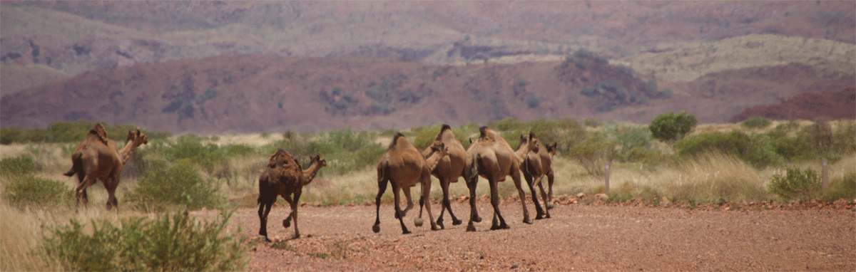 The Kimberley And across to Marble Bar has  wild camles everywhere so be careful drivin g | Credits MBrouwer