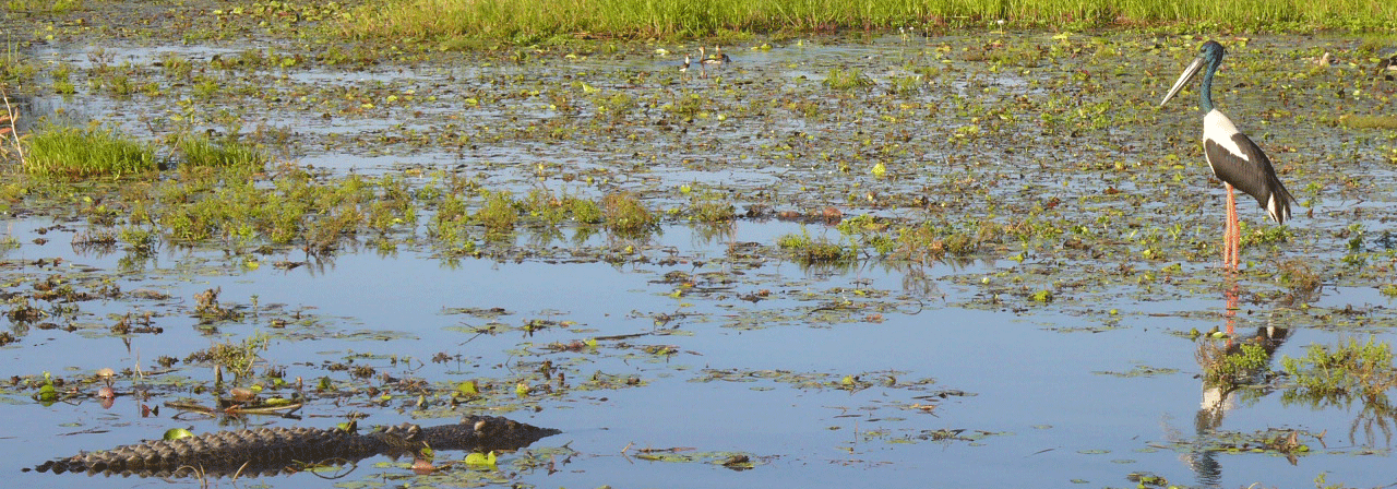 The most iconic and liked photo on Kakadu Australia ever it seems | Credits Rob Berude www.australia4tours.com 