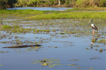 time Yellow Water Wetlands - this famous wilderness selfie is just so iconic to Kakadu 
Credits RBerude copyright