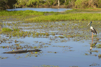 Yellow Water Billabong | Credits Rob Berude