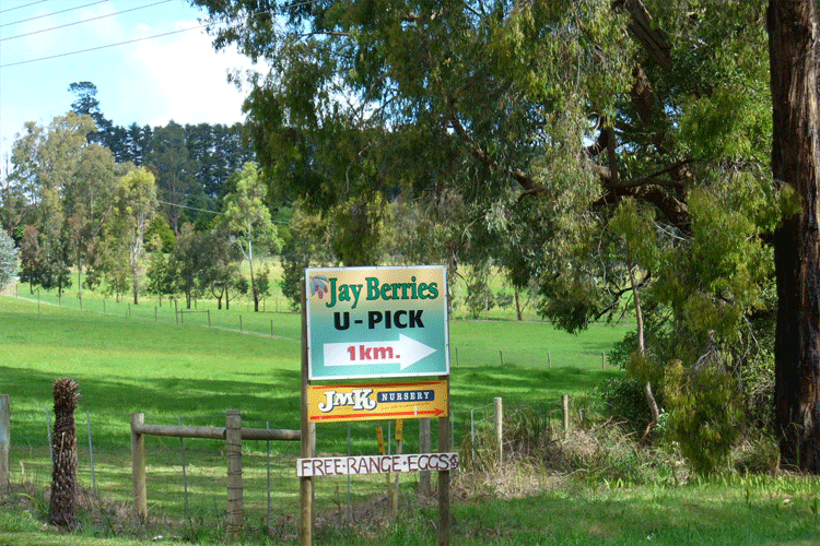 No trip to Melbourne is complete without a drive up the Dandenongs and to the Yarra Valley but the quiet part of the valley, Wesburn, Yarra Junction, Warburton, MacMahons Creek  and Upper Yarra Dam | Credits Rob Berude