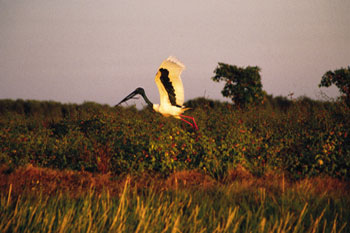 Amazing bird watching and birding from Fogg Dam to Mamukala Wetlands and Bird Hide to Window on the Wetlands and not to forget Yellow Water Billabong cruises | Credits 3687NTTC