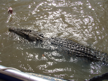 Forget dipping your toes in the water here Adelaide River cruise  from Darwin | Credits Dianne Singapore