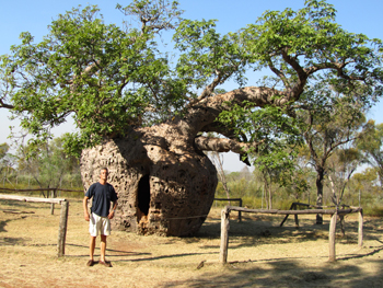 The Boab Prison Tree, Derby is a 1,500 year old, large hollow Adansonia gregorii (Boab) tree 6 kilometres south of Derby, Western Australia with a girth of 14.7 metres.[1] It had been reputed to have been used in the 1890s as a lockup for indigenous Australian prisoners on their way to Derby for sentencing. There is no evidence that the Derby Prison Tree was ever used for holding prisoners.