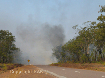 Arnhem Highway hundred's swooping Kitty Hawk birds during a park offical burnoff in September