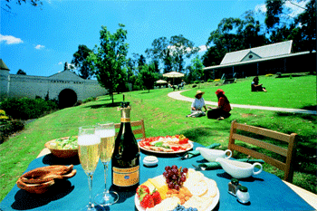 Vineyards at nthe Domaine Chandonin in the Yarra Valley | Credits VicTourism