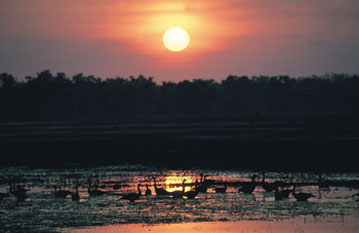 Yellow Water Billabong wildlife cruises  |  Credits NTTC2439