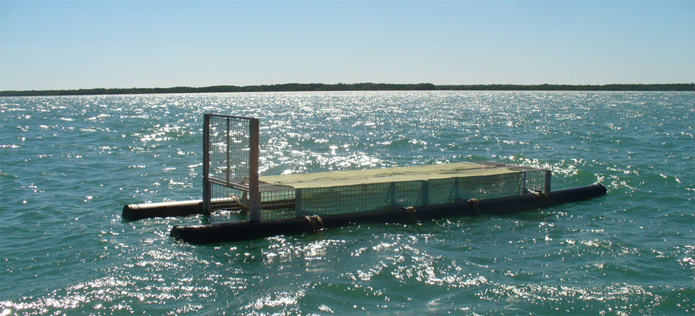 A photo I took of this 20 foot long crocodile trap in Darwin Harbour in West Arm | Credits Rob Berude