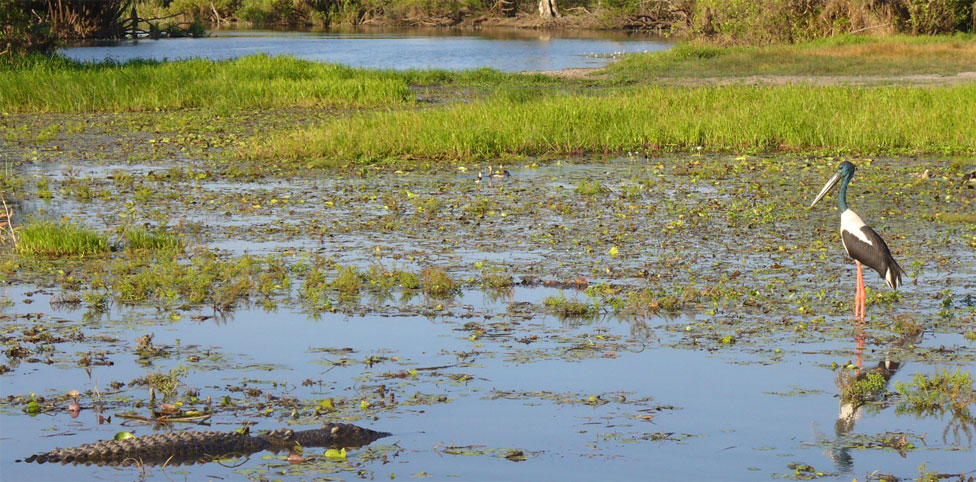 Crocodiles I caught on camera at Yellow Water Billabong in Kakadu | Credits Rob Berude