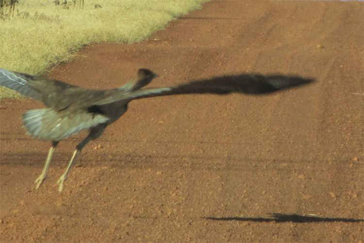 A bush turkey on the road near Turkey Creek Roadhouse | Iconic hey