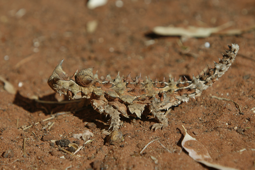The Thorny Devil at home in central Australia