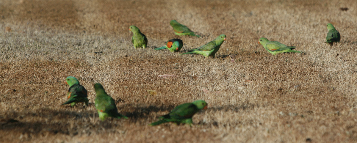 Birding near Uluru | Credits Matt Hutchinson