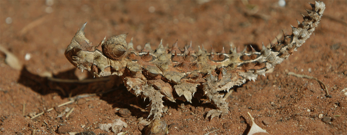 The thorny devil | Credits Matt Hutchinson