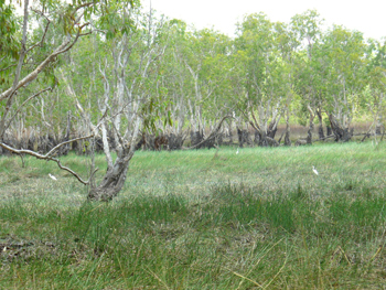 Litchfield National Park | Credits RAB