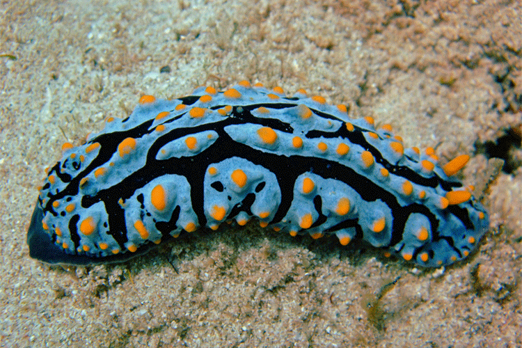 Diving on the Ninaloo Reef | credits Martjin Brouwer 