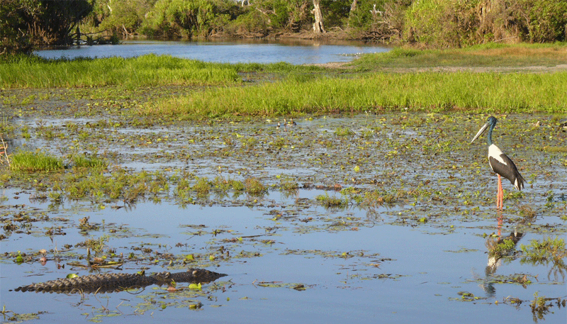 Kakadu's most iconic and famous photo we ever have found